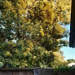 度假居 Les Mimosas *